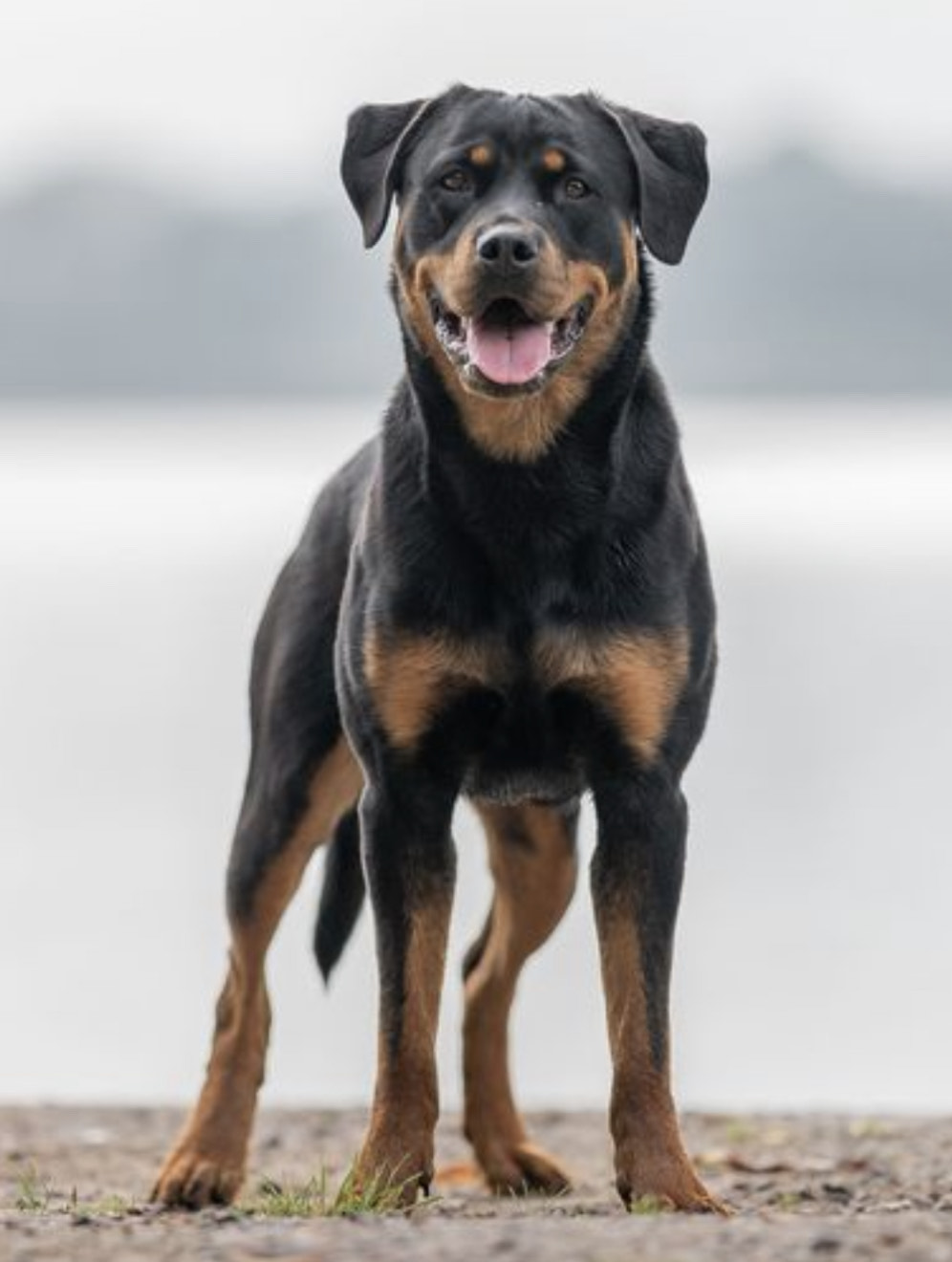 Kane Rottweiler Personal Protection Dog For Sale • Import Rottweiler Puppies For Sale | German Rottweilers For Sale 
